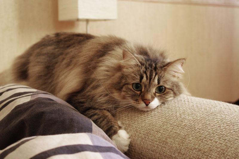Котенок породы Сибирская кошка