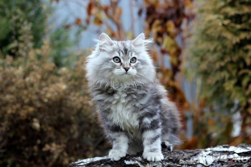 Фотография котенка породы Сибирская кошка
