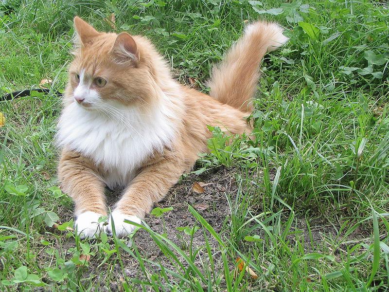 Сибирская кошка лежит на траве