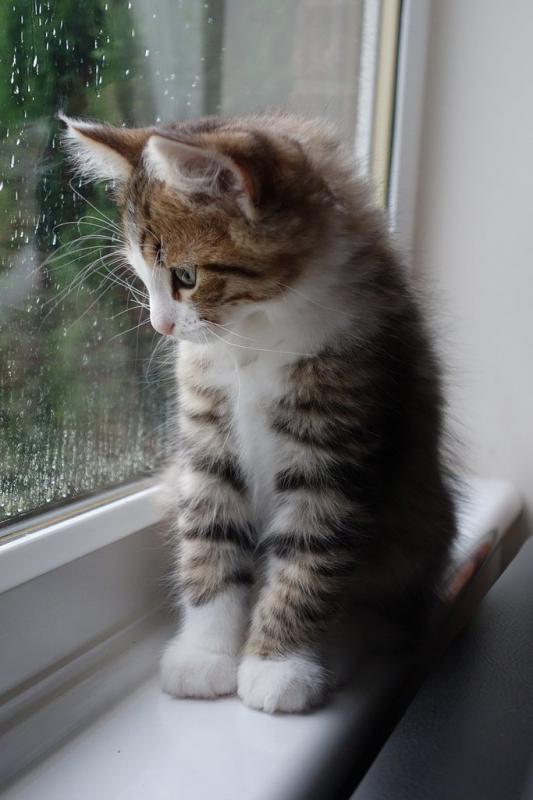 Фото котенка породы Сибирская кошка