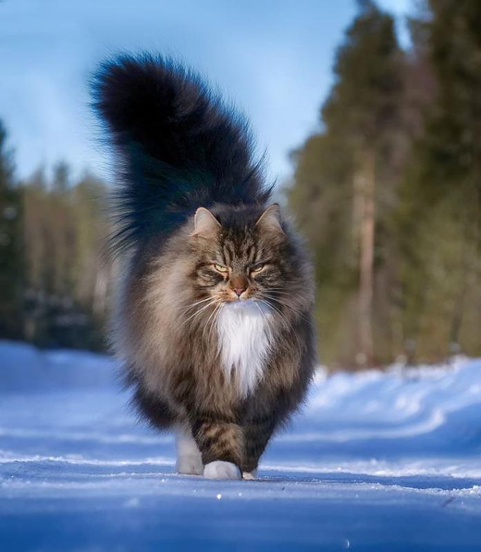 Сибирская кошка с пушистым хвостом