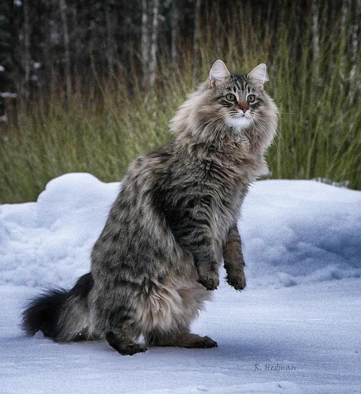 Сибирская кошка стоит на задних лапах