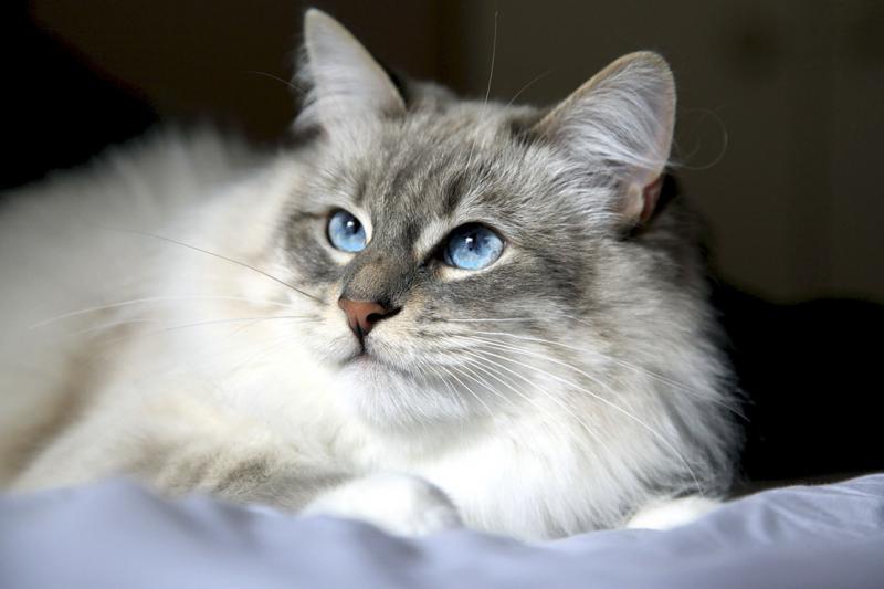 Фотография Сибирская кошка