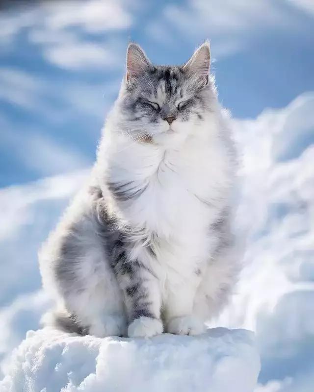 Фото кошки породы Сибирская кошка