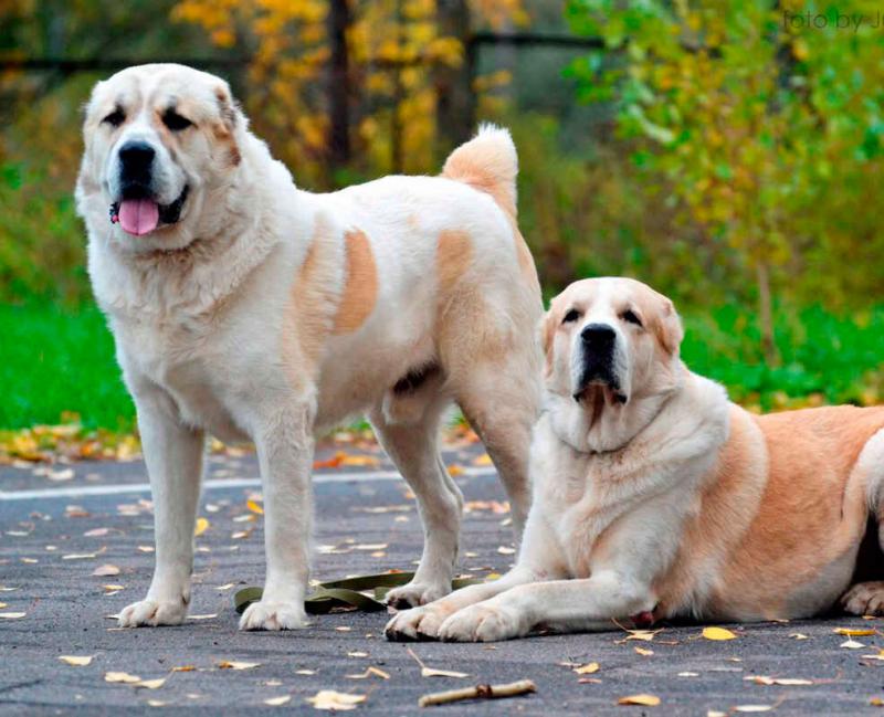 Две собаки породы Среднеазиатская овчарка (алабай)