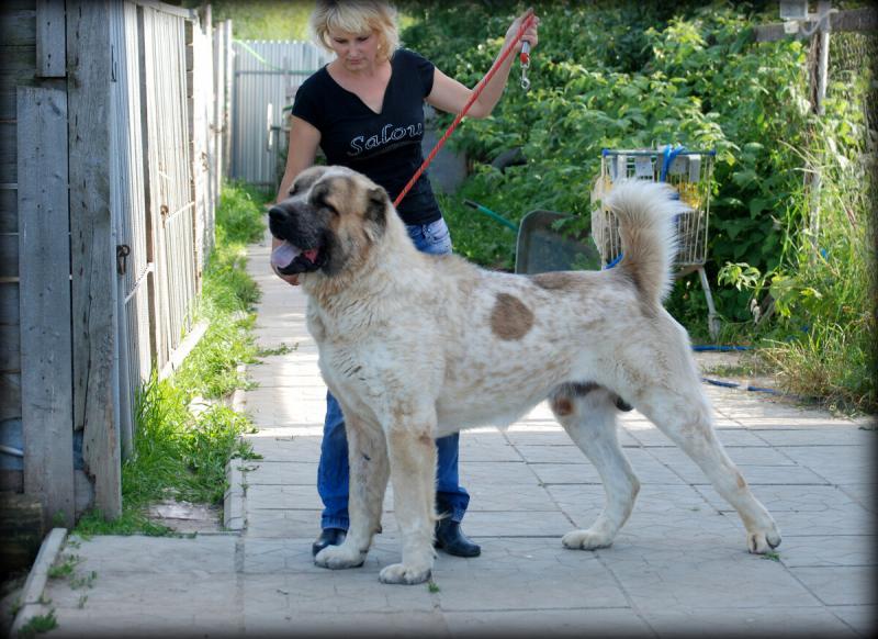 Все о породе собак туркменский алабай