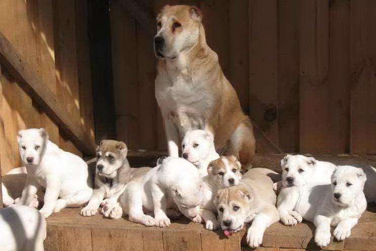 Все о породе собак туркменский алабай