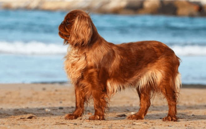 Фотография собаки породы Кинг-Чарльз-спаниель