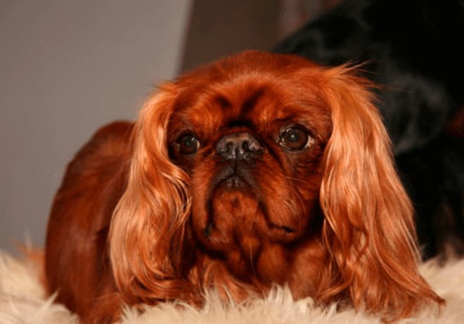 Фото собаки породы Кинг-Чарльз-спаниель