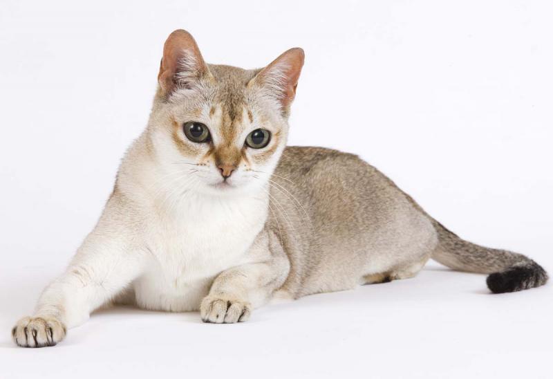 Фотография кошки породы Сингапурская кошка