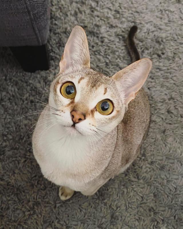 Глаза Сингапурской кошки