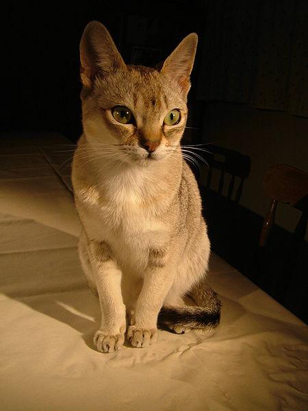 Сингапурская кошка, внешний вид