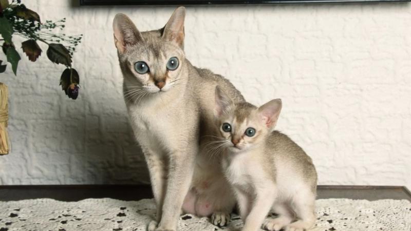 Котенок и мама породы Сингапурская кошка
