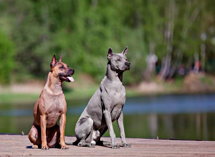 Собаки породы Тайский риджбек