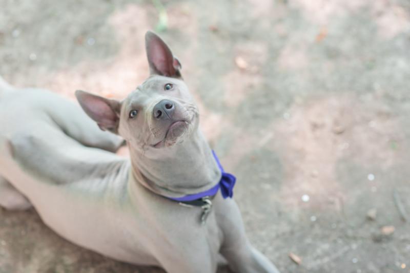 Фото собаки породы Тайский риджбек