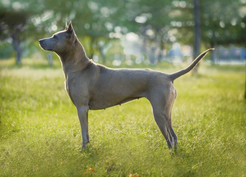 Внешний вид собаки породы Тайский риджбек