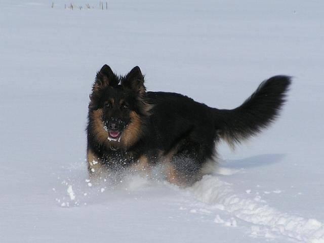 Чешская пастушья собака на снегу