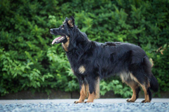 Фотография собаки породы Богемская овчарка