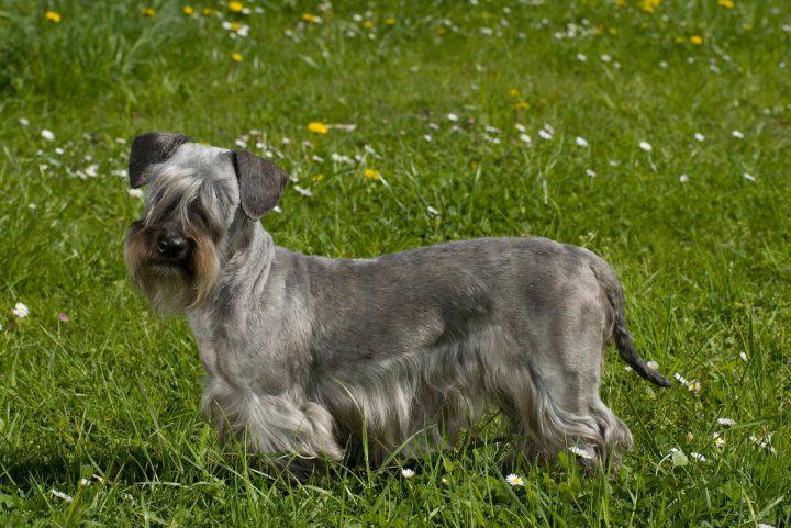 Фотография собаки породы Чешский терьер