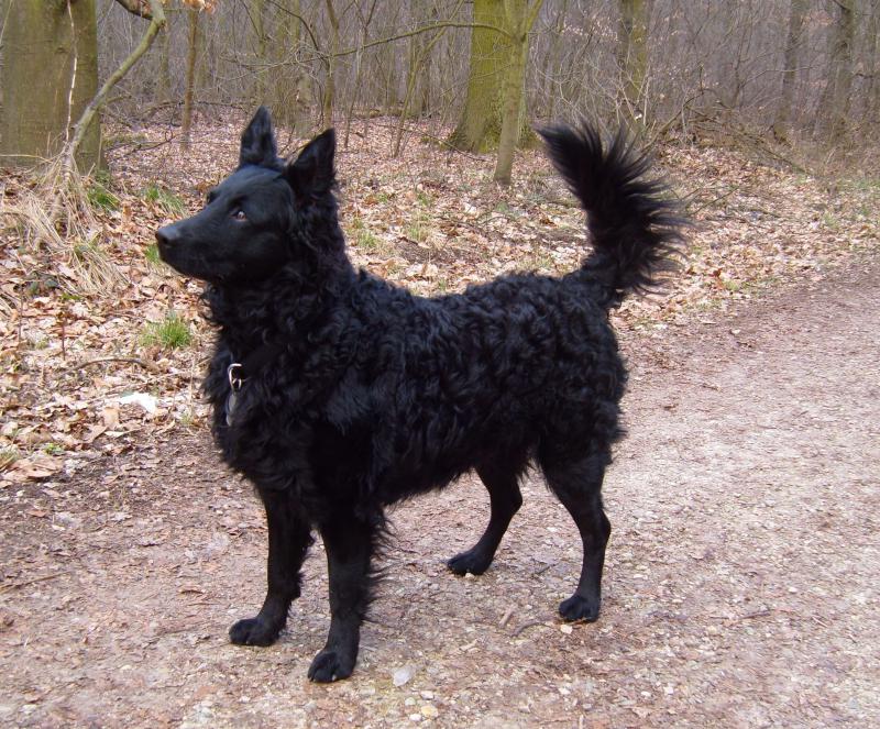 Собака породы Хорватская овчарка