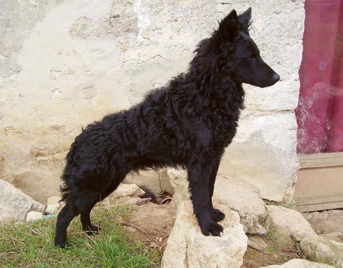 Фото собаки породы Хорватская овчарка