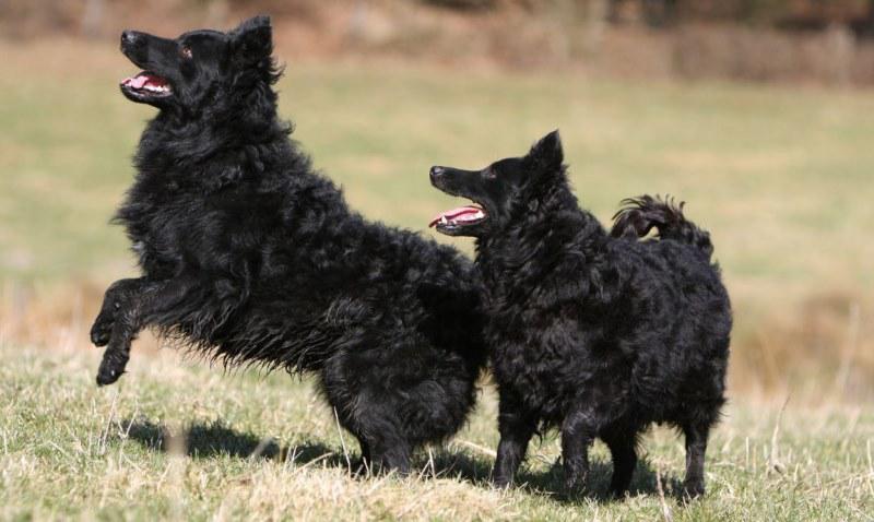 Фотография собак породы Хорватская овчарка