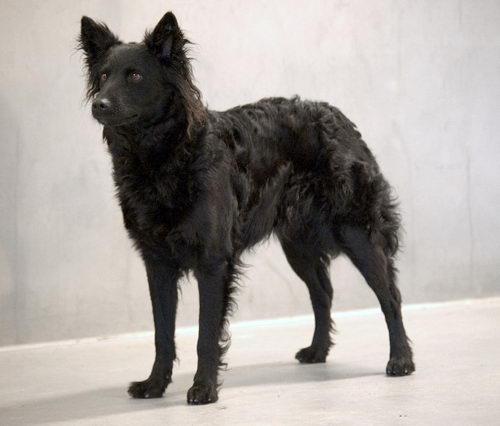 Фотография собаки породы Хорватская овчарка