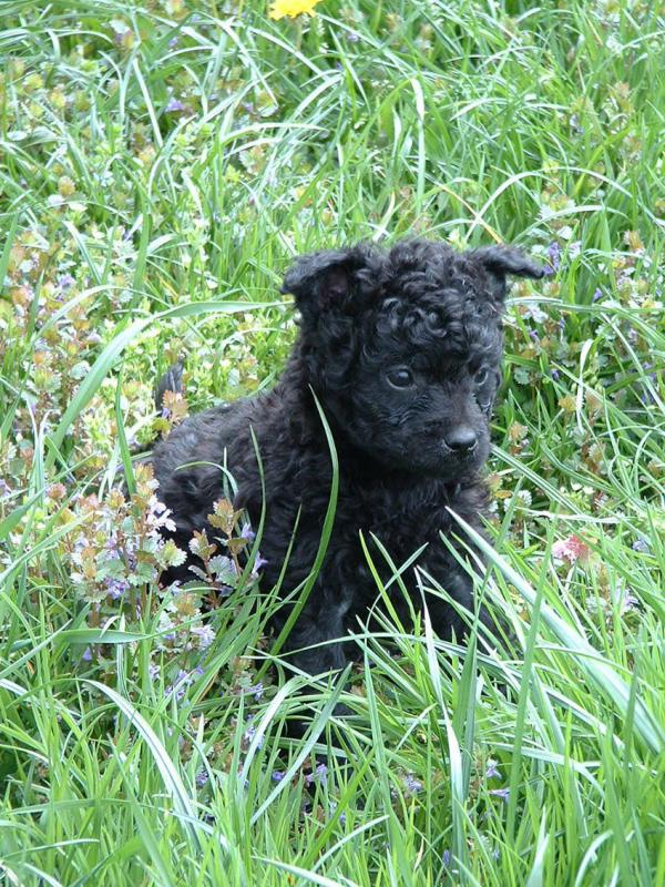 Фотография щенка породы Хорватская овчарка
