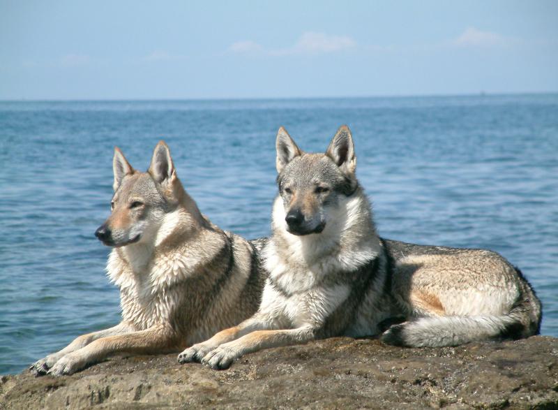 Фото собак породы Чехословацкая волчья собака