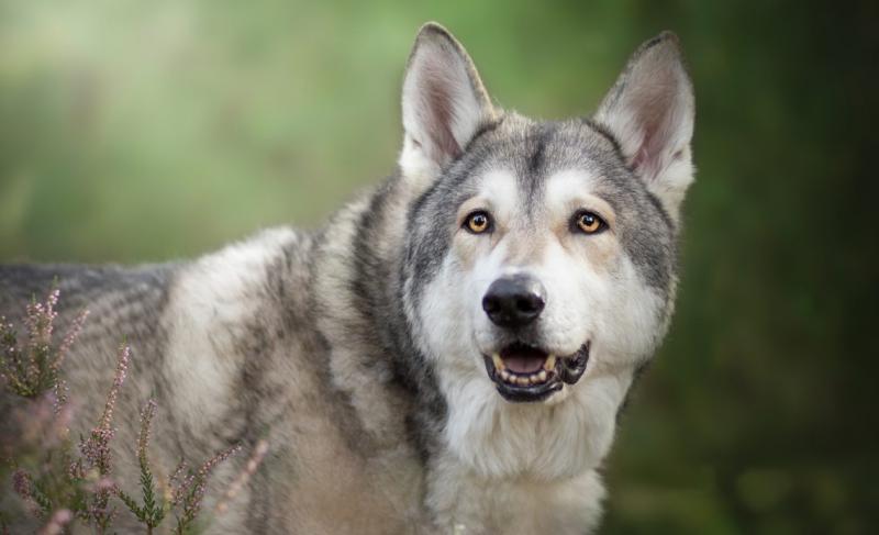 Фото собаки породы Чехословацкая волчья собака