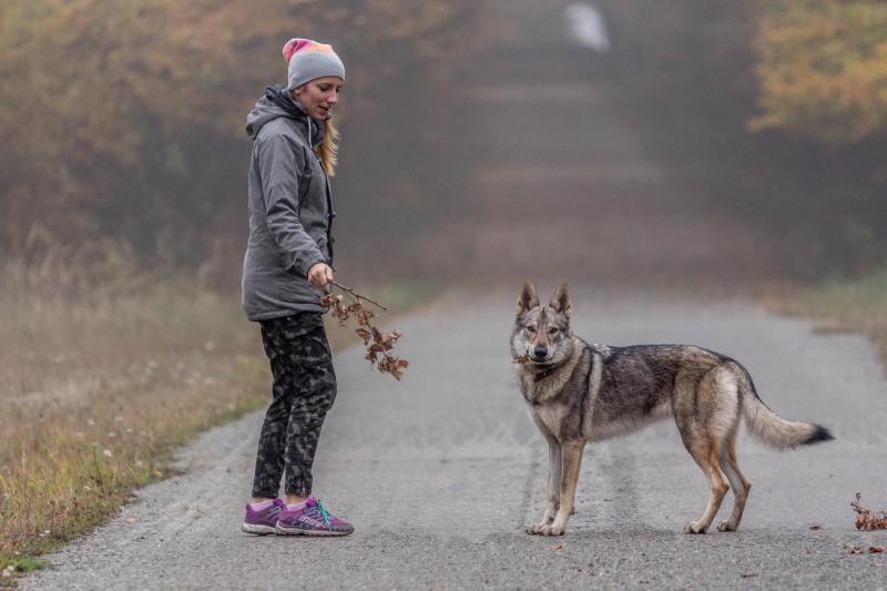 Чехословацкая волчья собака с человеком