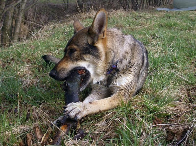 Фотография собаки породы Чехословацкая волчья собака