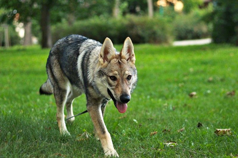 Фотография Чехословацкая волчья собака