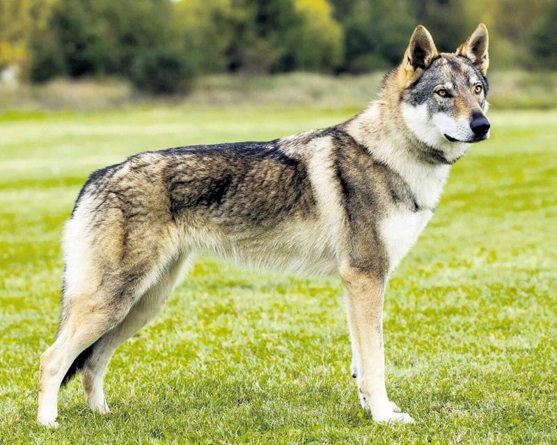 Внешний вид собаки породы Чехословацкая волчья собака
