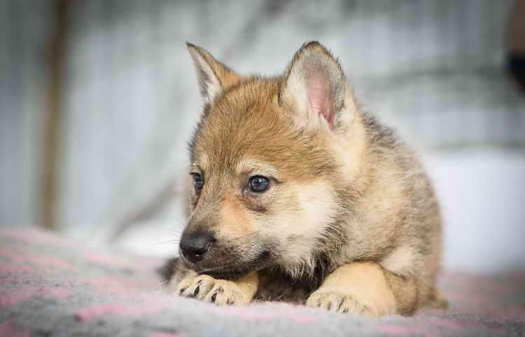Фотография щенка породы Чехословацкая волчья собака
