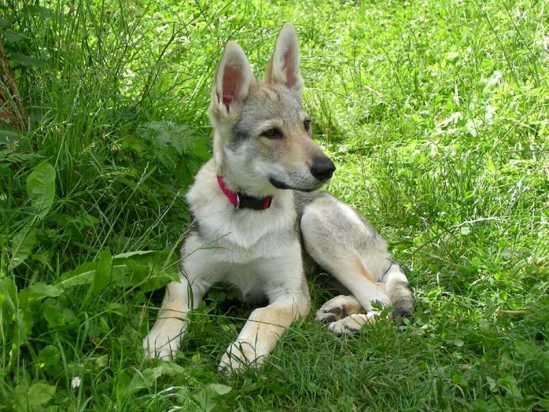 Щенок породы Чехословацкая волчья собака