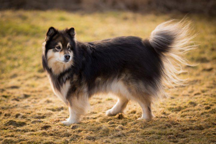 Фото собаки породы Финский лаппхунд