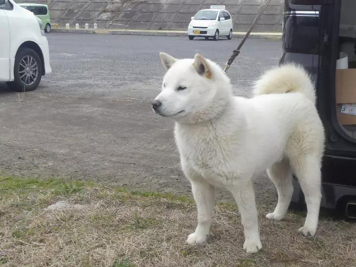 Собака породы Хоккайдо
