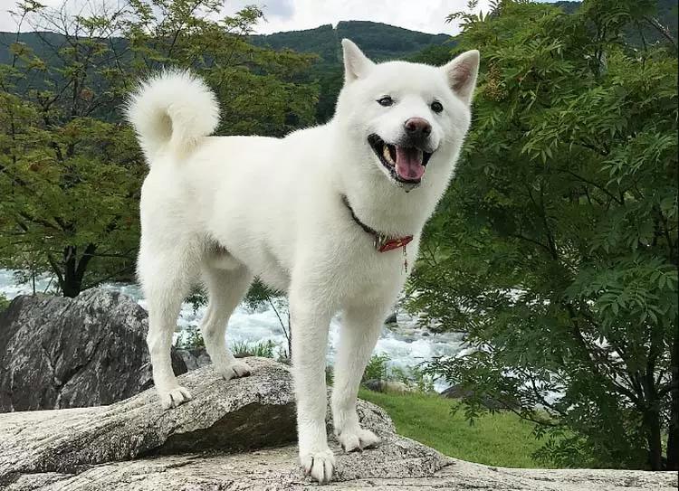 Внешний вид собаки породы Хоккайдо