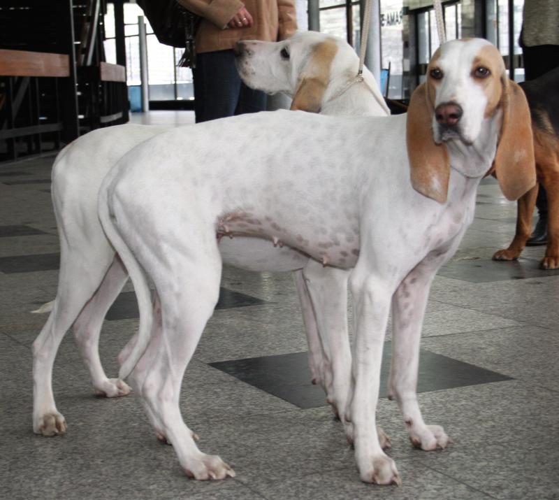 Фото собак породы Фарфоровая гончая