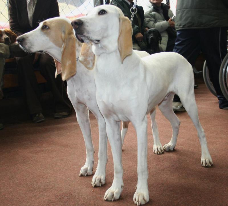 Две собаки породы Фарфоровая гончая