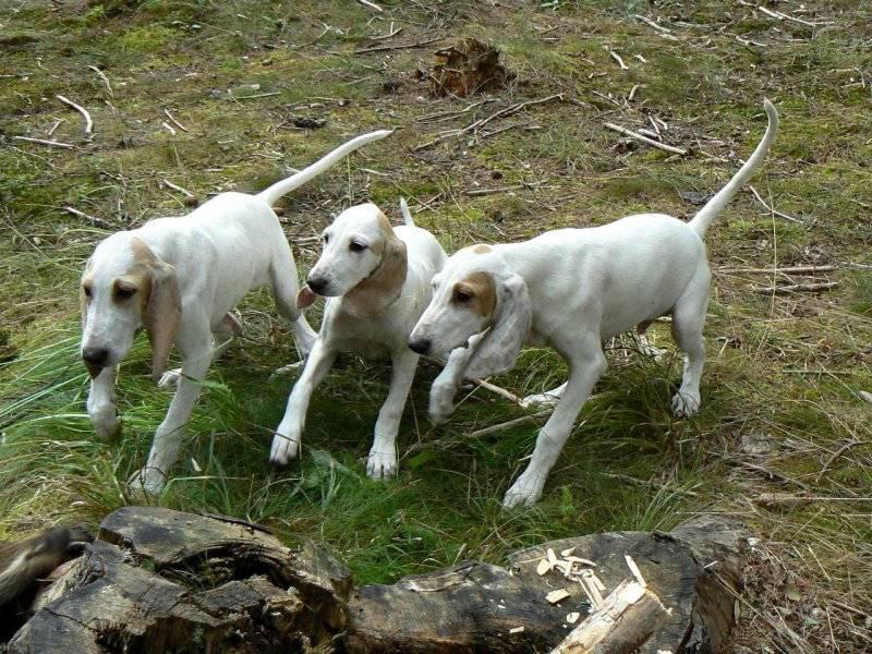 Собаки породы Фарфоровая гончая