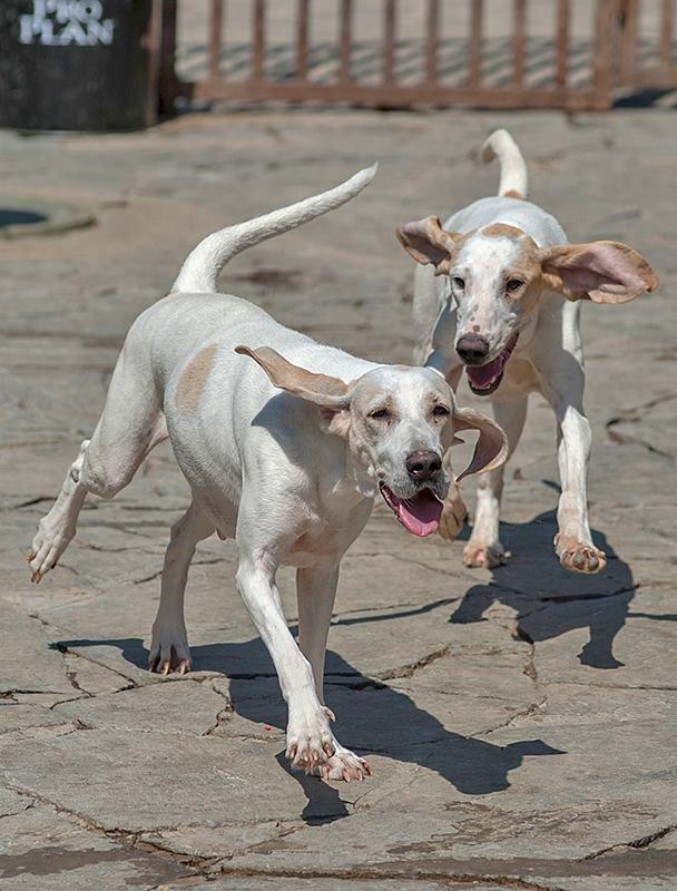 Фотография собак породы Фарфоровая гончая