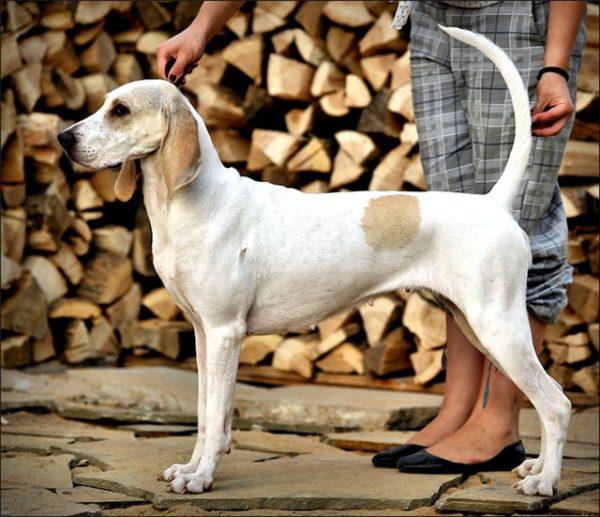 Внешний вид собаки породы Фарфоровая гончая