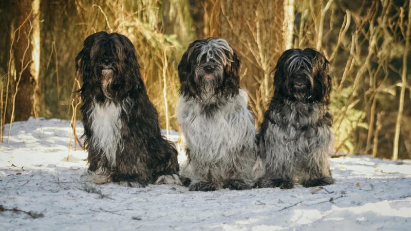 Три собаки породы Шапендуа