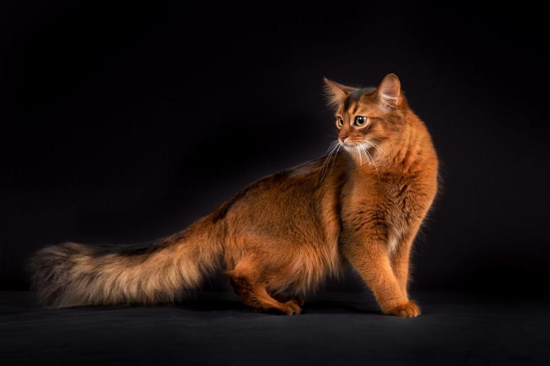 Фотография кошки породы Сомалийская кошка