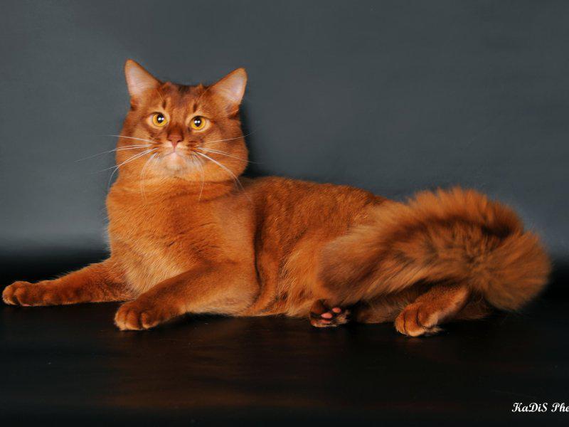 Сомалийская кошка окрас красно-коричневый или соррель
