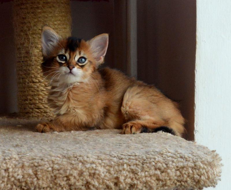 Котенок породы Сомалийская кошка