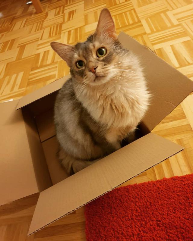 Сомалийская кошка в коробке