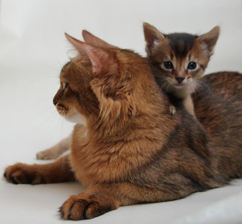Фотография котенка породы Сомалийская кошка